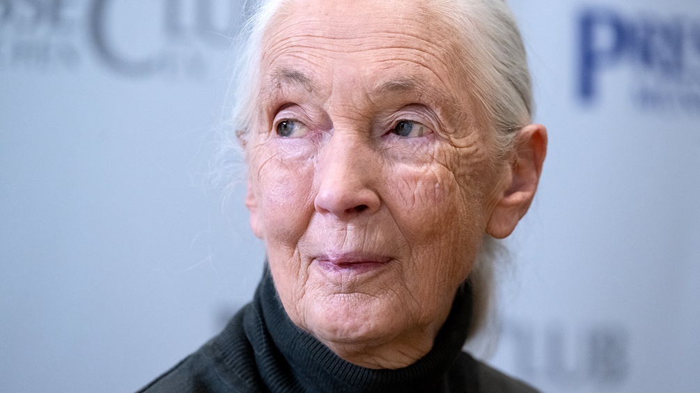 Jane Goodall