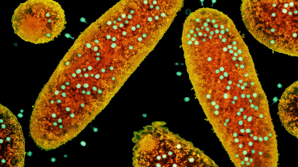 Bakteriophagen infizieren E-Colli-Zellen
