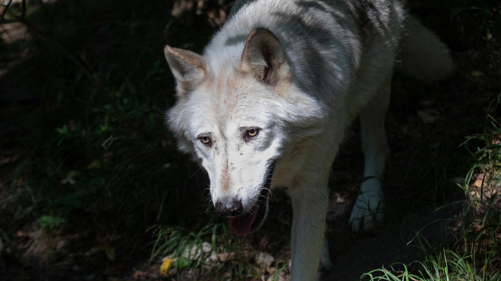 Wolf im Wolf Science Center