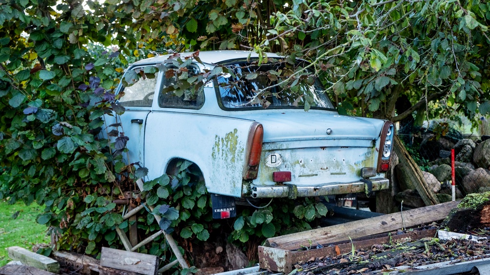 AP/MICHAEL PROBST Ein Trabant im Gebüsch