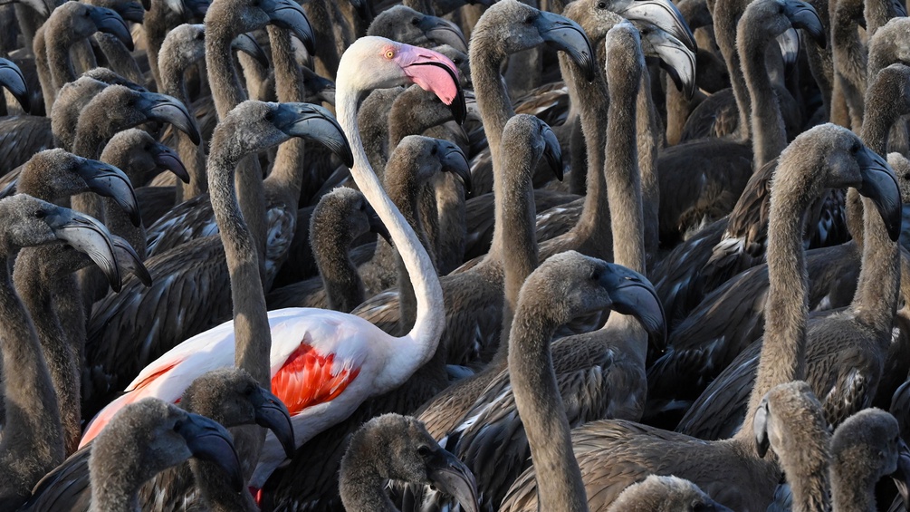 APA/AFP/PASCAL GUYOT Ein rosa Flamingo zwischen dem grauen Nachwuchs