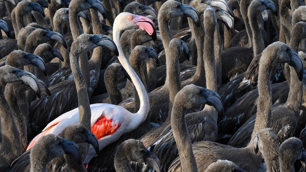 Ein rosa Flamingo zwischen dem grauen Nachwuchs