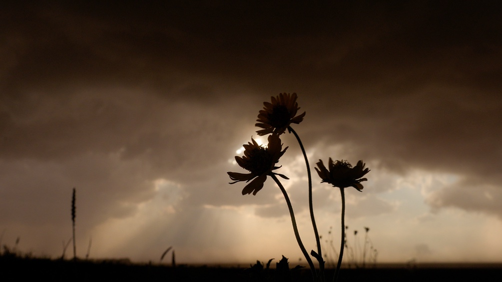 AP/CAROLYN KASTER Aufkommendes Unwetter mit den Umrissen einer Blume im Gegenlicht