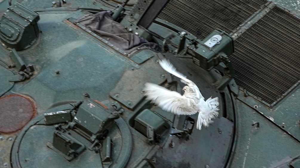 Weiße Taube fliegt über einen Panzer