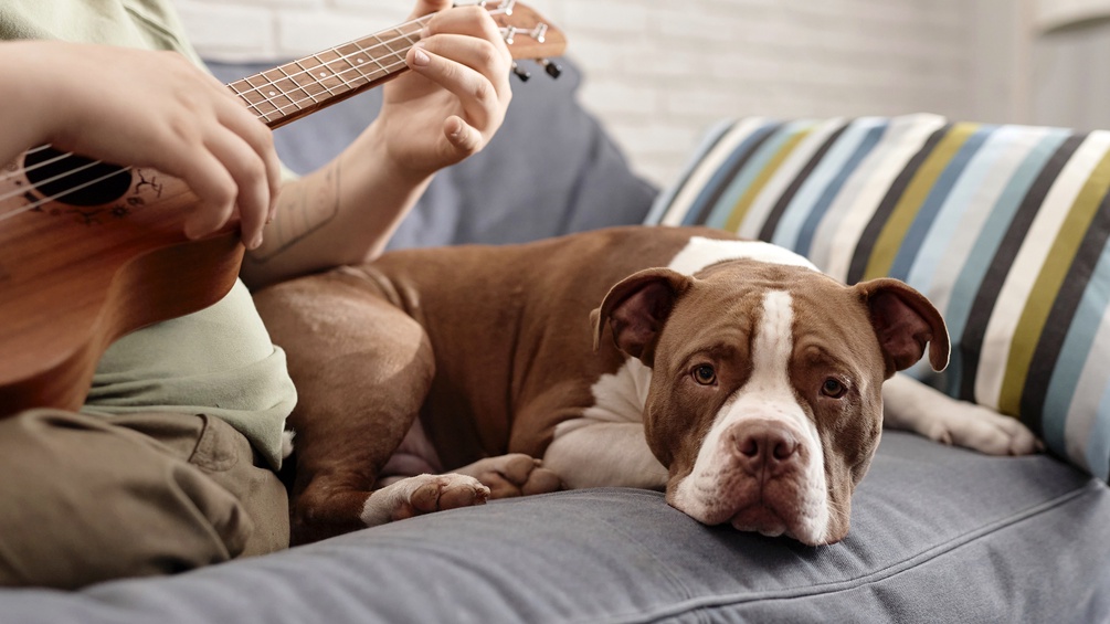 Gitarre spielender Mensch und Hund auf dem Sofa