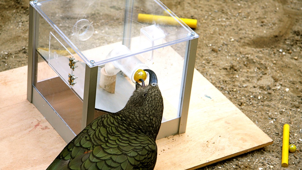 ALICE AUERSPERG Problem solving: Kea Kermit an der Multi Access Box