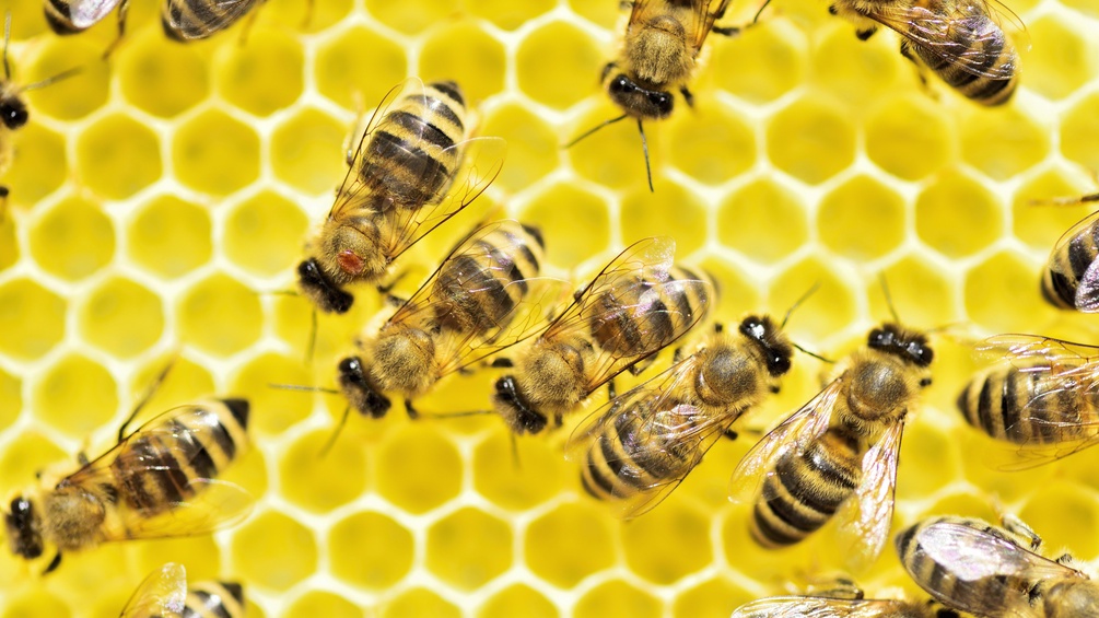  Bienenparasit Varroa Milbe (Varroa destructor) auf Brustsegment einer westlichen Honigbiene (Apis mellifera)