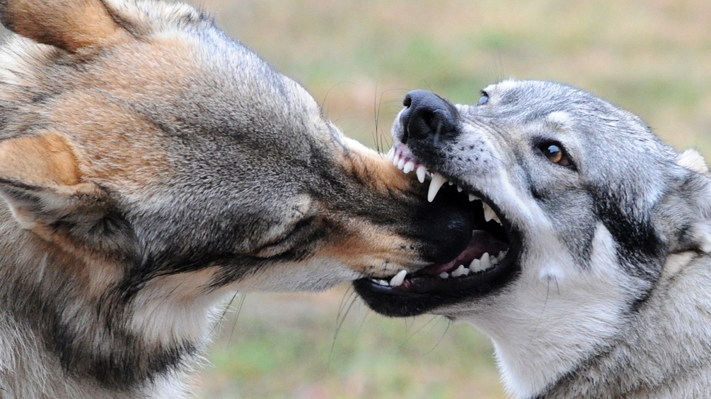 Zwei Hunde kämpfen.