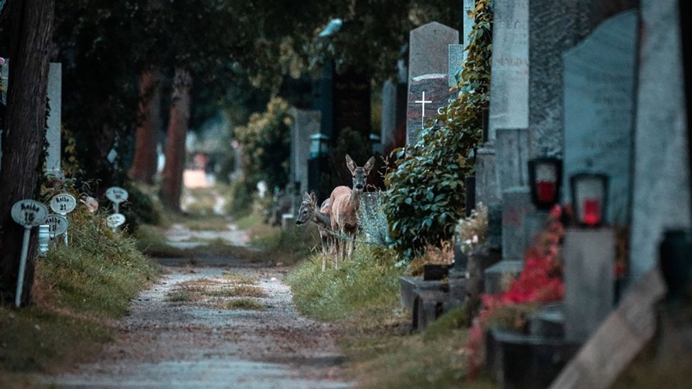 Ein Reh in einer Friedhofgasse