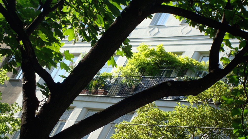 Gassenbaum, begrünter Balkon