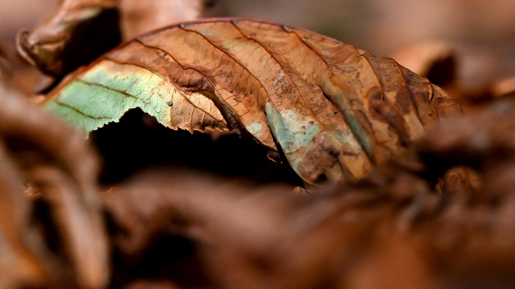 Braunes Herbstblatt