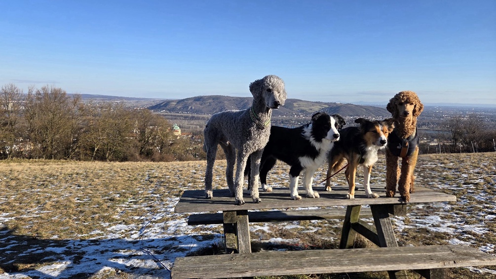Therapiehunde auf einem Tisch