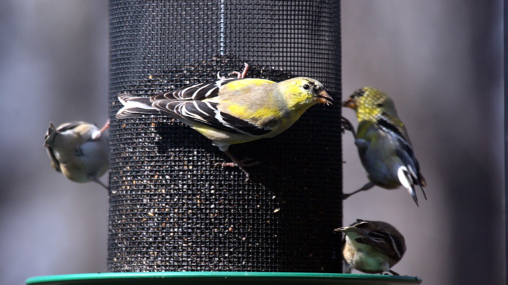 Singvögel an einer Futterstelle