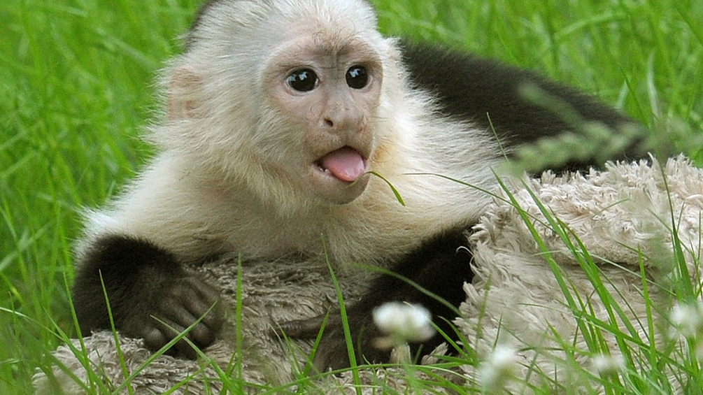Bild eines Affen der die Zunge rausstreckt.