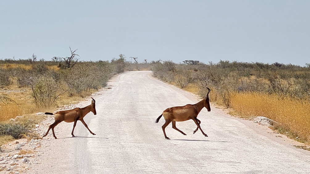 Namibia, Nationalpark