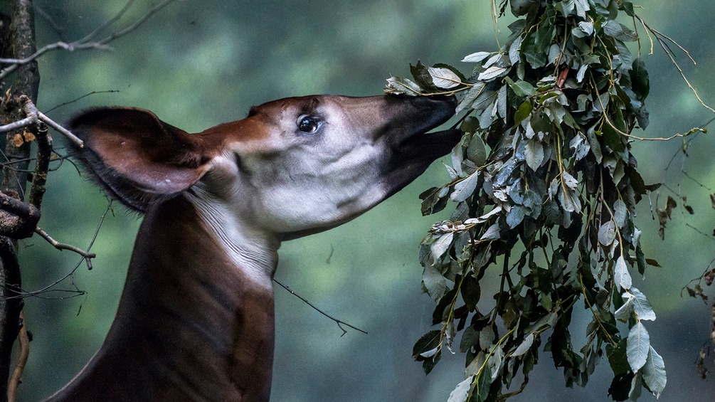 Fressendes Okapi