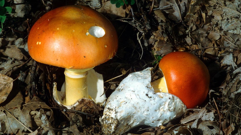 Pilzarten mit vielen verzweigten fruchtkörpern