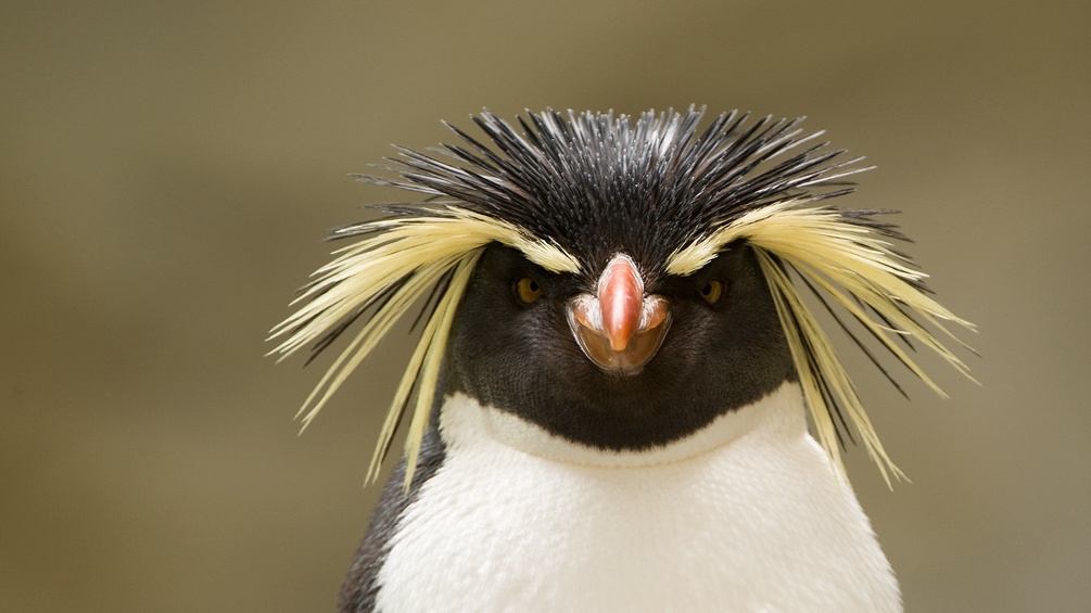 Nördlicher Felsenpinguin