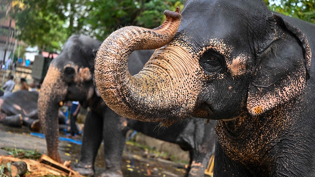 Elefanten in Sri Lanka bei einem buddhistischen Festival