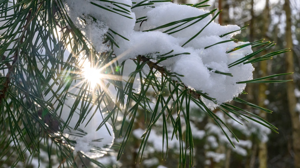 Sonne blitzt durch den verschneiten Wald