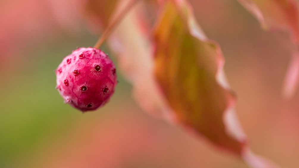 Herbstfrucht