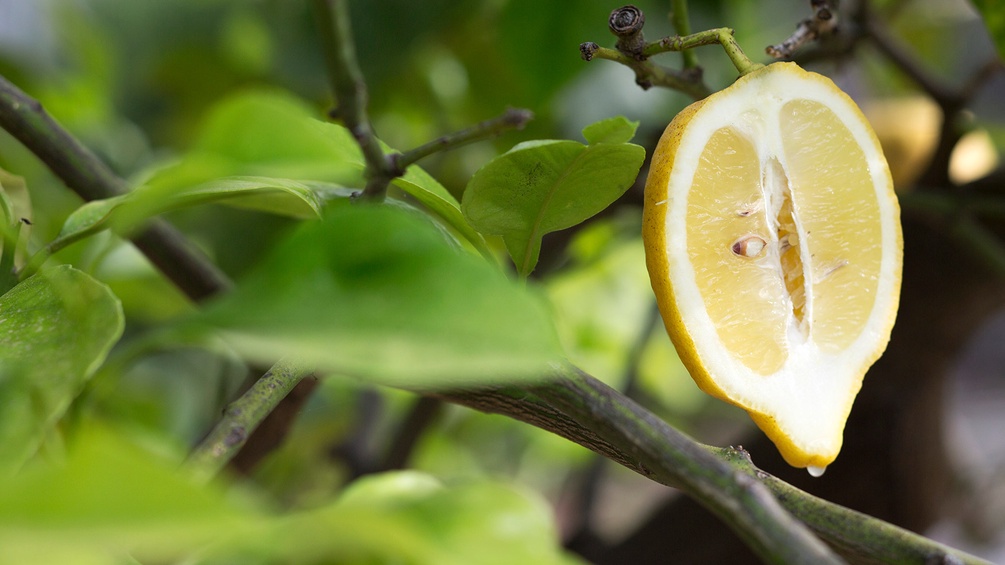 Aufgeschnittene Zitrone an einem Baum