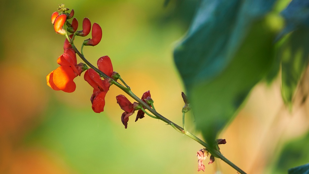 Fisolenblüte im Burgenland