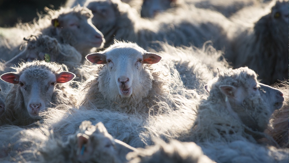 Schafe in einer Herde