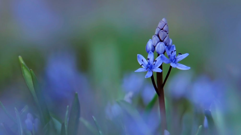 Blausternchen