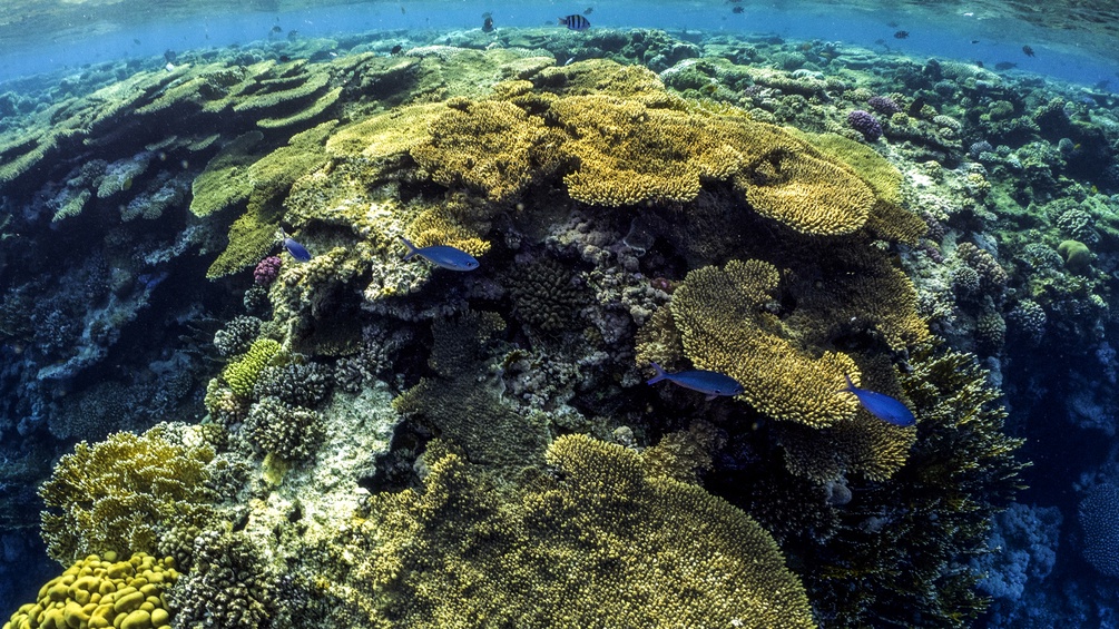 Korallenriff unter Wasser
