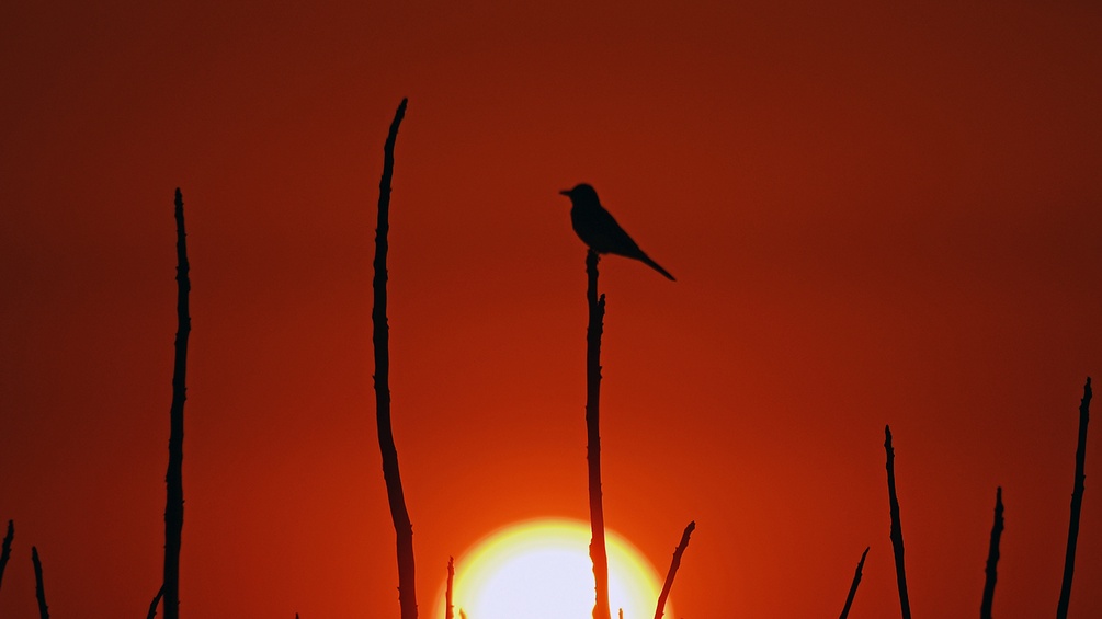 Vogel sitzt auf einem Baum, untergehende Sonne