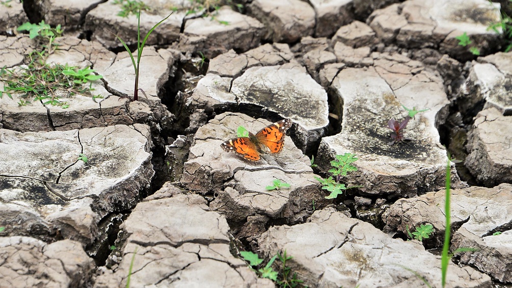Ein Schmetterling auf trockener Erde