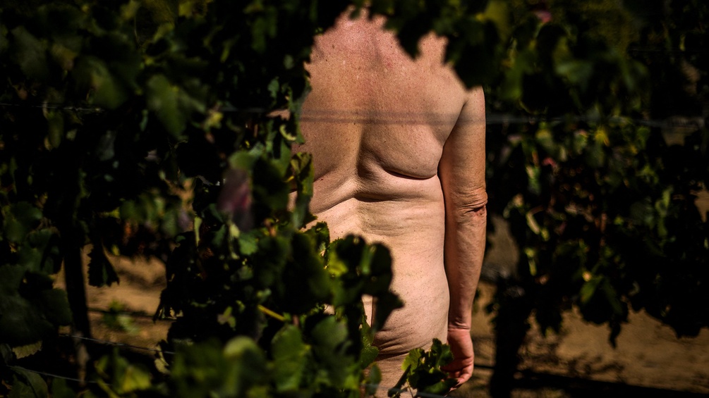 Ein nackter Mann steht zwischen Weintraubenreeben.