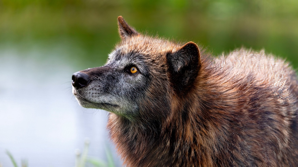 Wolf mit einem grauen Gesicht