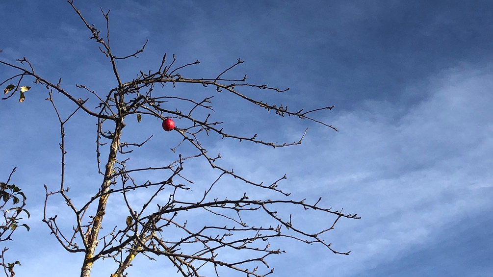 Blauer Himmel und rote Christbaumkugel in einem Baum ohne Blätter