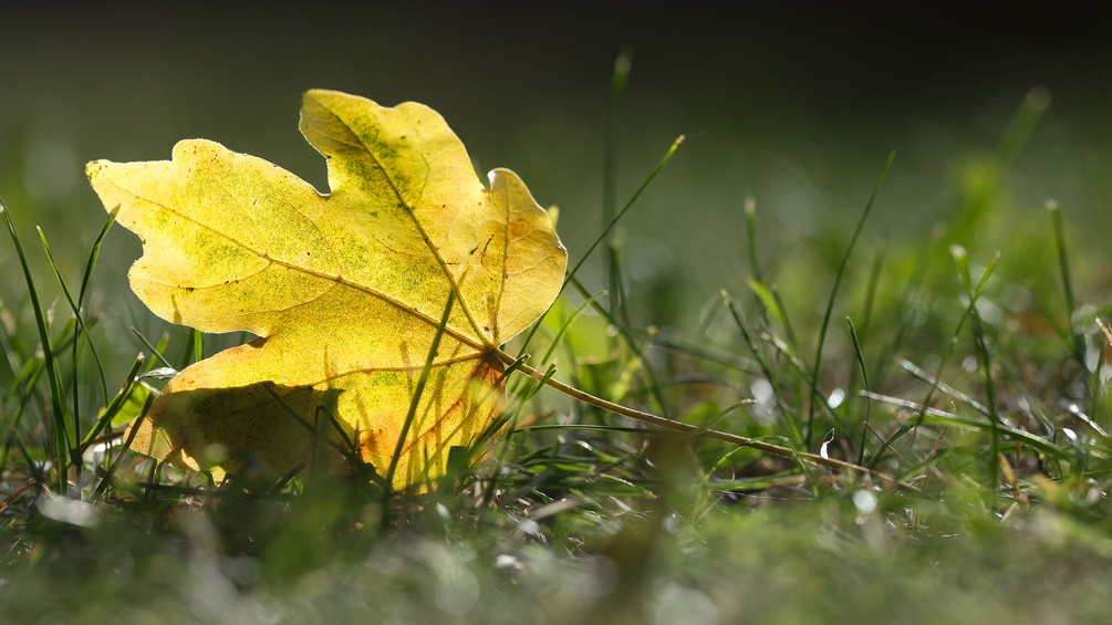 Herbstblatt in der Wiese