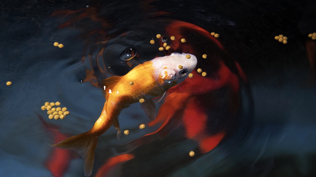 Ein Goldfisch schwimmt an die Wasseroberfläche.
