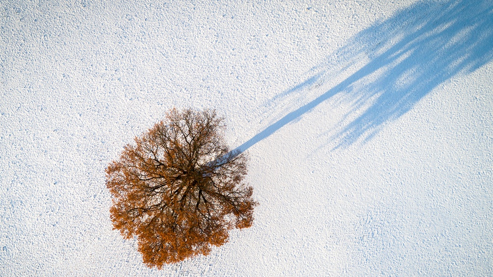 Ein Baum mit seinem Schatten umgeben von Schnee 
