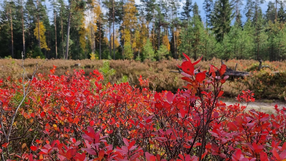 Estlands Wälder