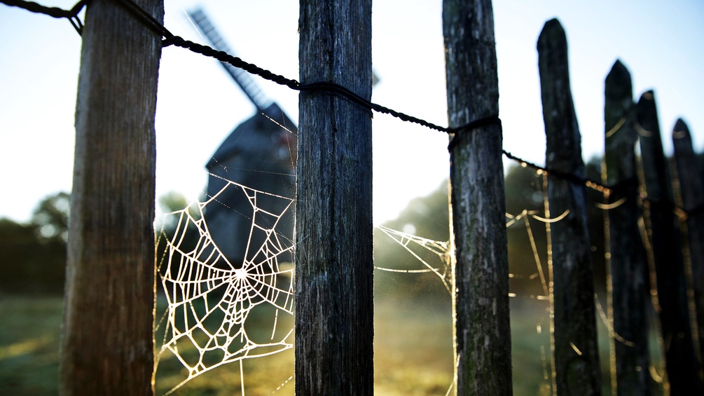 Ein Spinnenetz in einem Zaun vor einer Windmühle