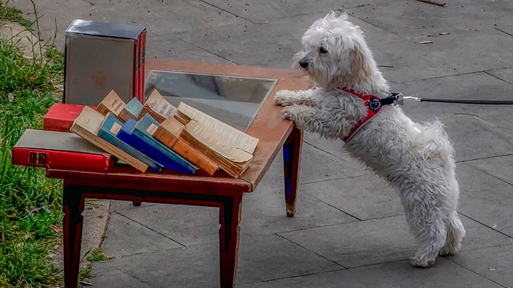 Hund vor einem Bücherstapel