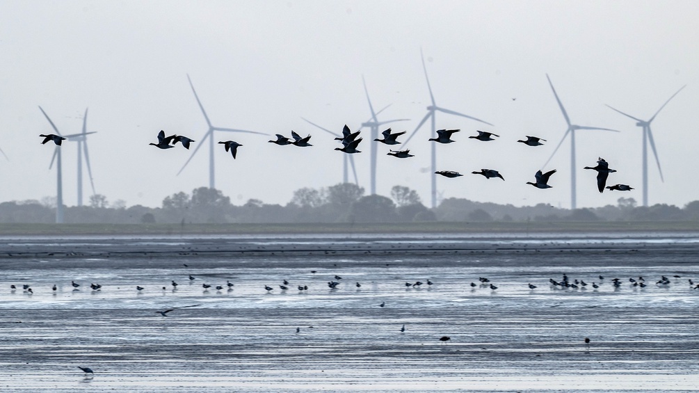 Vögel über Wasser, dahinter Windräder