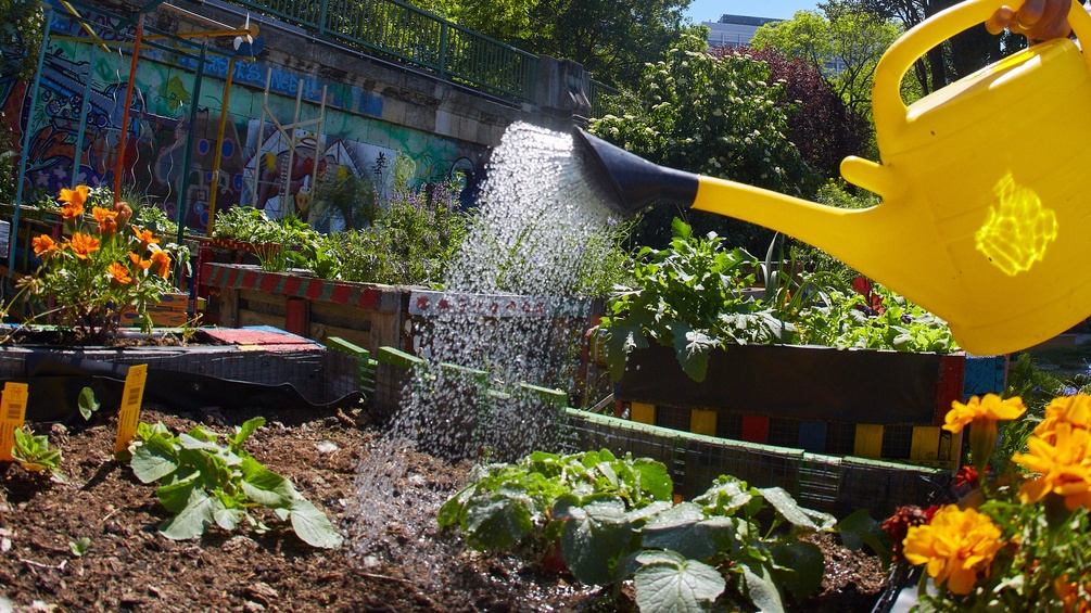 Ein Gemeinschaftsgarten wird gegossen.