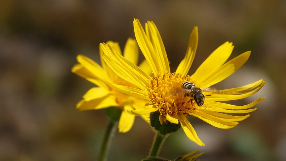 Arnica mit Insekt