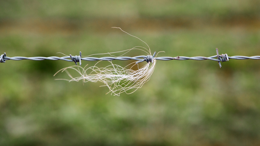 Stacheldraht mit Fellspuren