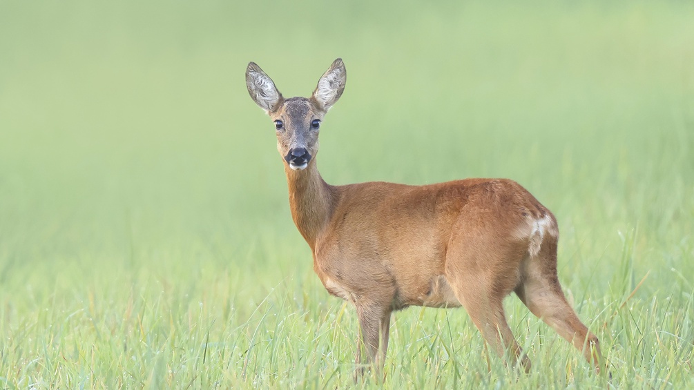 Freiwild: Reh auf der weiten Wiese