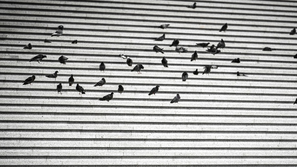 Tauben auf Stufen