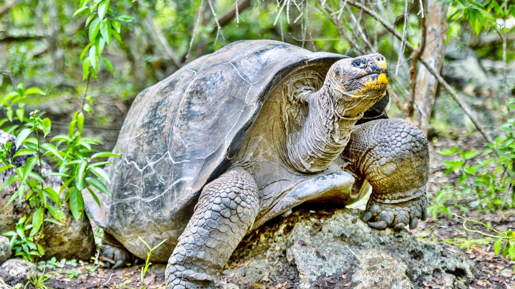 Schildkröte auf Galapagos