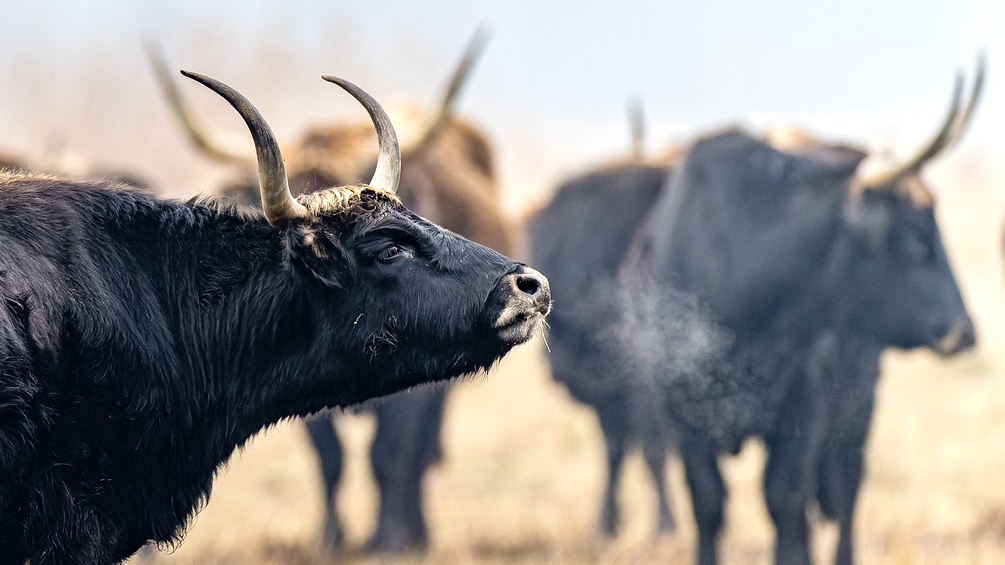 Auerochsen