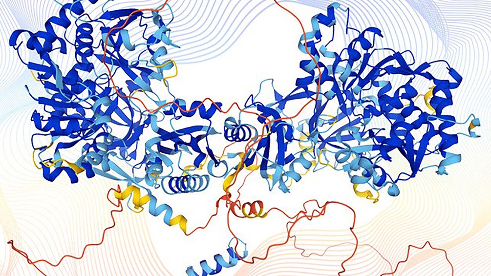 Struktur eines menschlichen Proteins, dargestellt von Alphafold